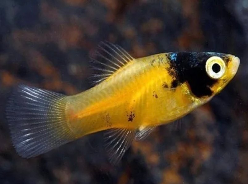 Screenshot_2025-11-01-00-45-46-703_com.google.android.googlequicksearchbox-edit