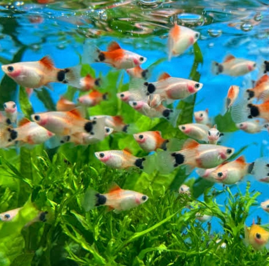 Screenshot_2025-11-01-00-56-27-946_com.google.android.googlequicksearchbox-edit