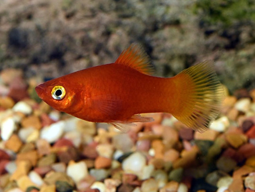 Screenshot_2025-11-01-01-17-42-696_com.google.android.googlequicksearchbox-edit