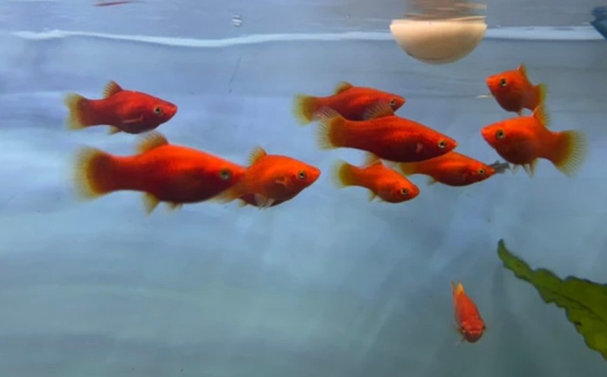 Screenshot_2025-11-01-01-18-01-160_com.google.android.googlequicksearchbox-edit