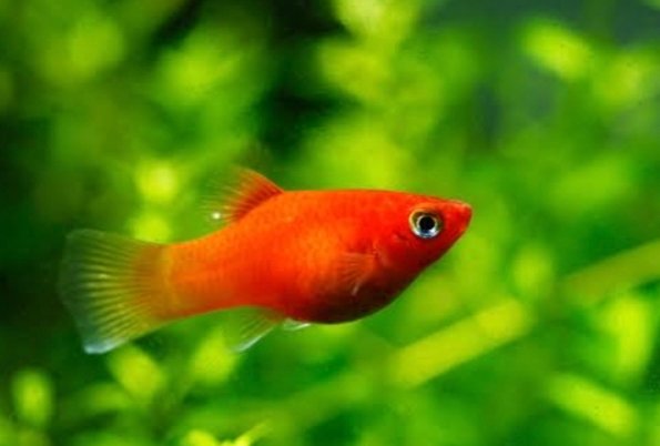 Screenshot_2025-11-01-01-19-06-403_com.google.android.googlequicksearchbox-edit