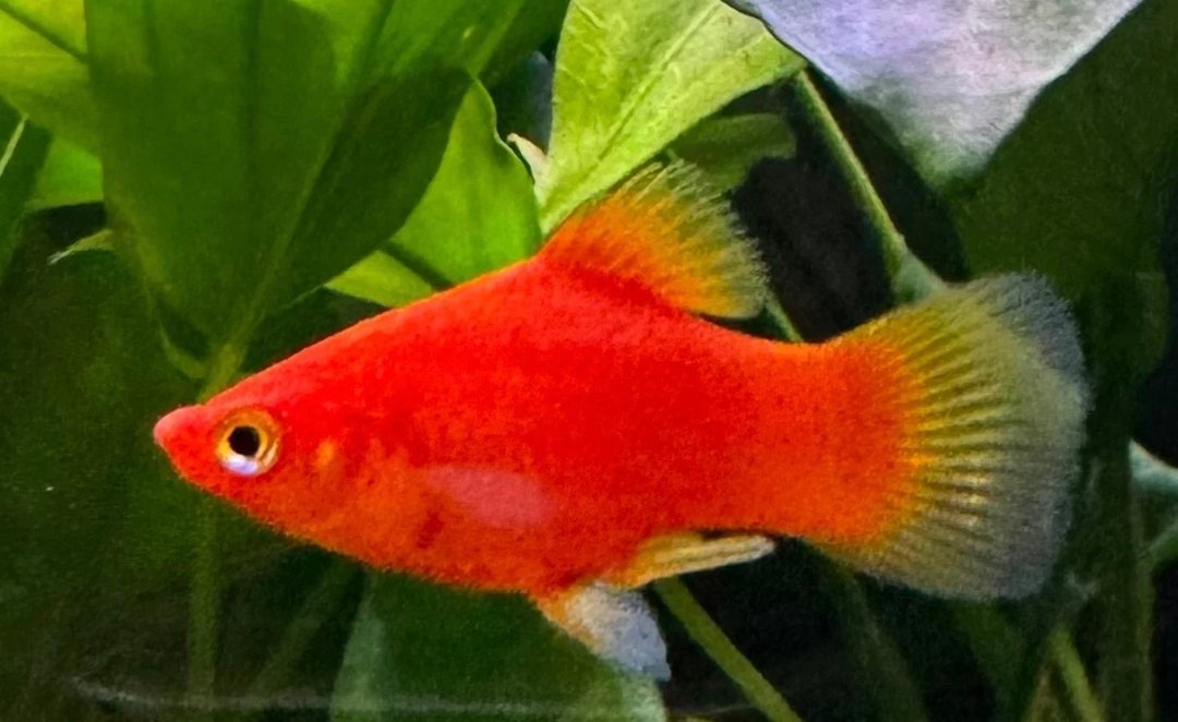 Screenshot_2025-11-01-01-19-28-958_com.google.android.googlequicksearchbox-edit