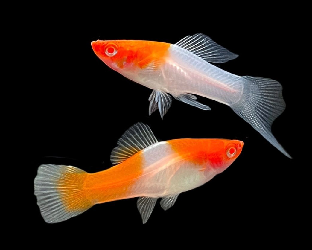 Screenshot_2025-11-01-01-51-41-656_com.google.android.googlequicksearchbox-edit