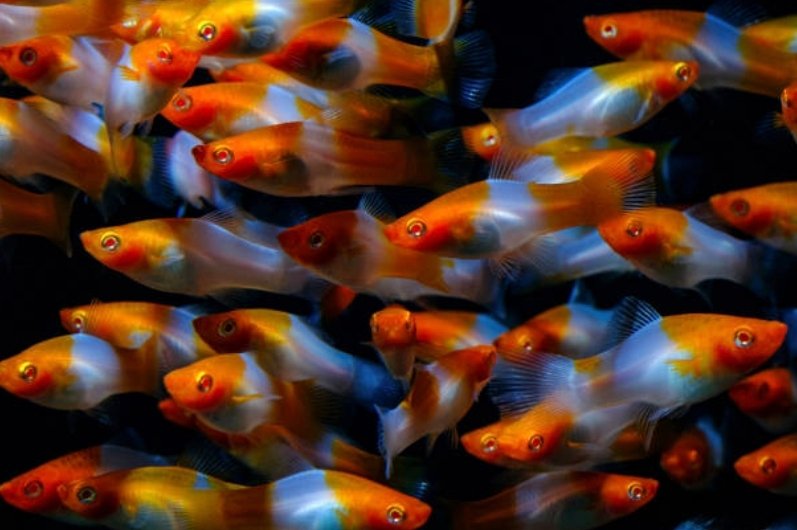 Screenshot_2025-11-01-01-52-48-384_com.google.android.googlequicksearchbox-edit