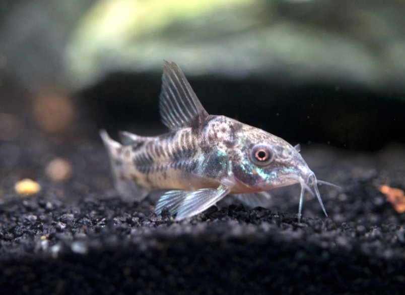 Screenshot_2025-11-10-14-32-02-705_com.google.android.googlequicksearchbox-edit