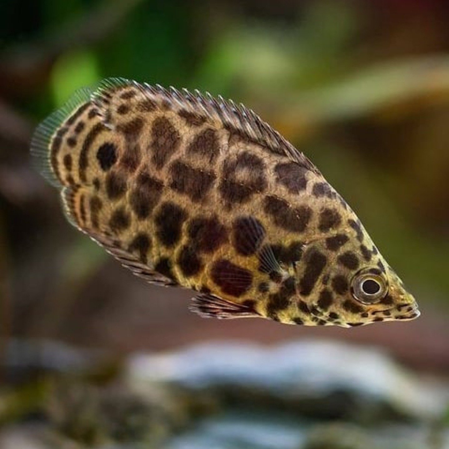 Screenshot_20250120_005137_Instagram