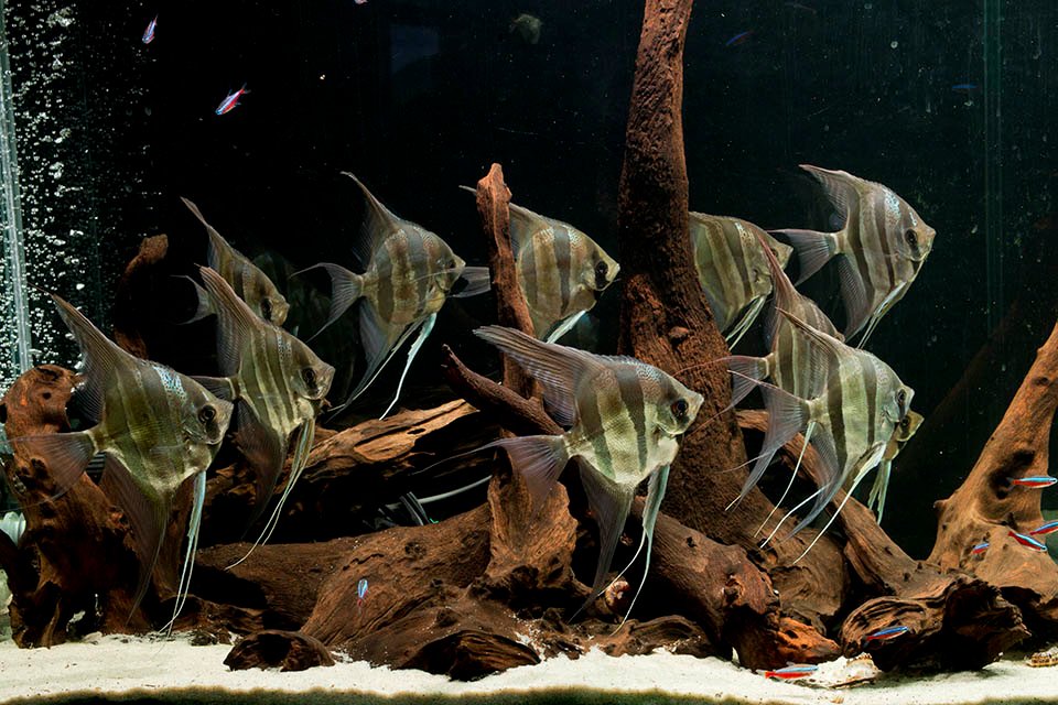 ThetruePterophyllumaltumcreditNeilHepworth