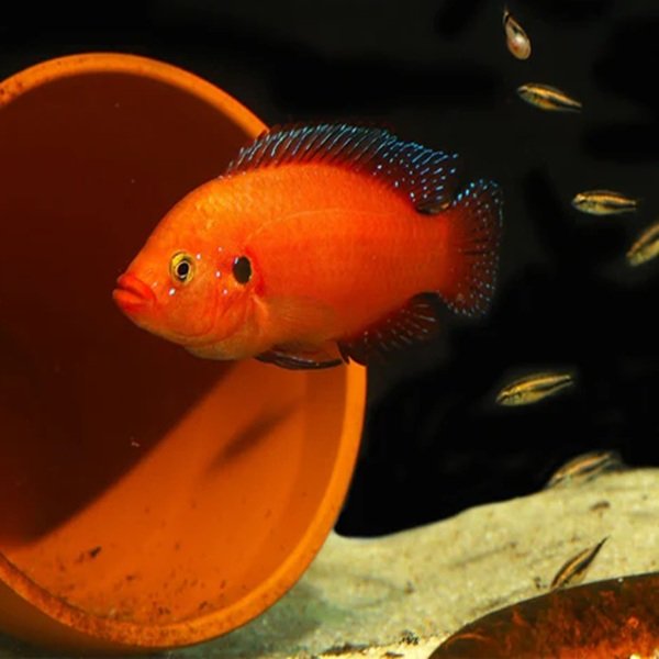 Turkana-Jewel3-600x600