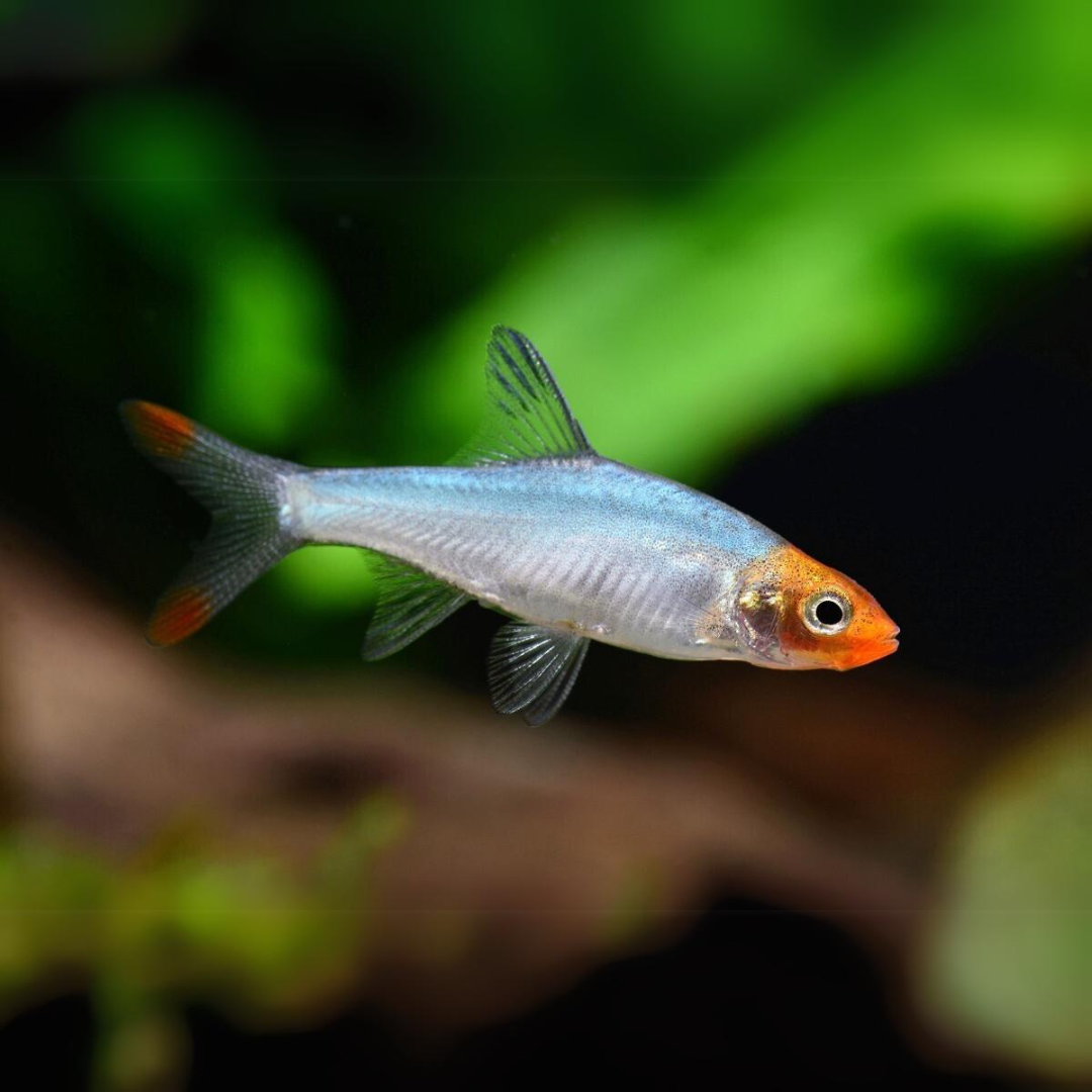 Untitleddesign_96_26a356c1-ed64-434f-be23-de2b675ebdb3