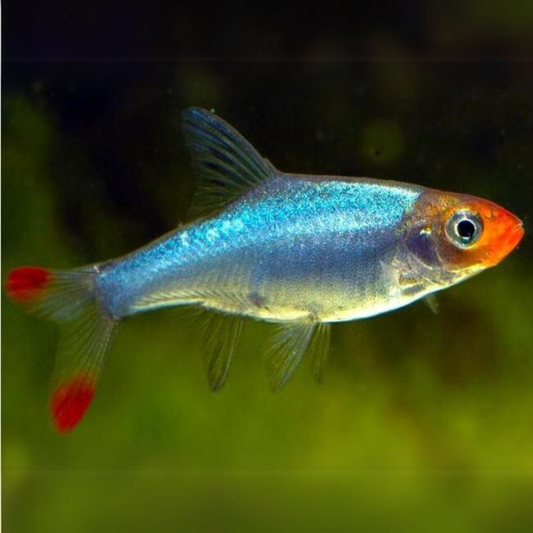 Untitleddesign_97_a3e9b938-96be-4708-9ef6-d15b5c341d88