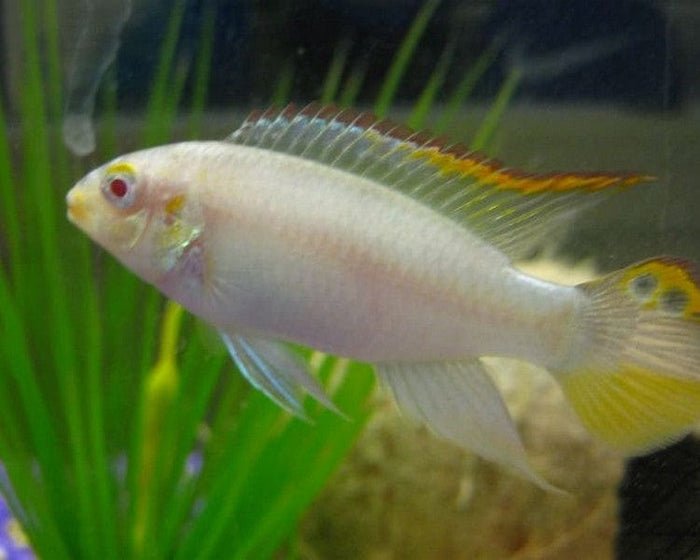 coachella-valley-aquatics-albino-kribensis-35809311621276_700x