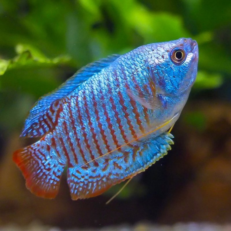 gourami-neon-dwarf-male