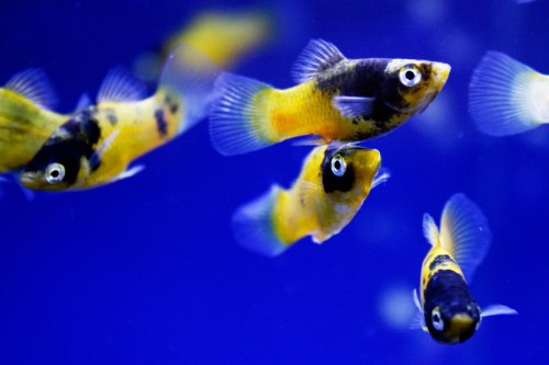 Bumble,Bee,Platy,-,Tropical,Fish,-,Yellow,-,School