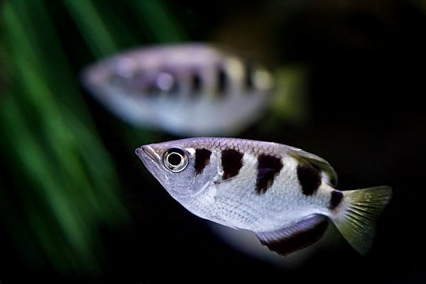 images-uploads-Archerfish_by_Robin_Riggs_600_q85