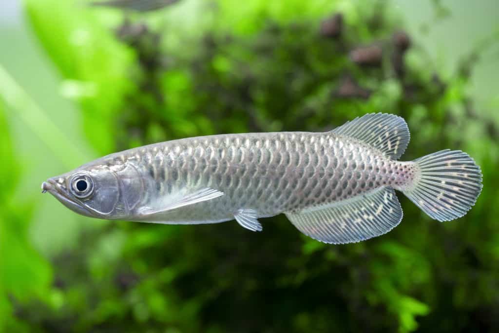 jardini-arowana-1024x683