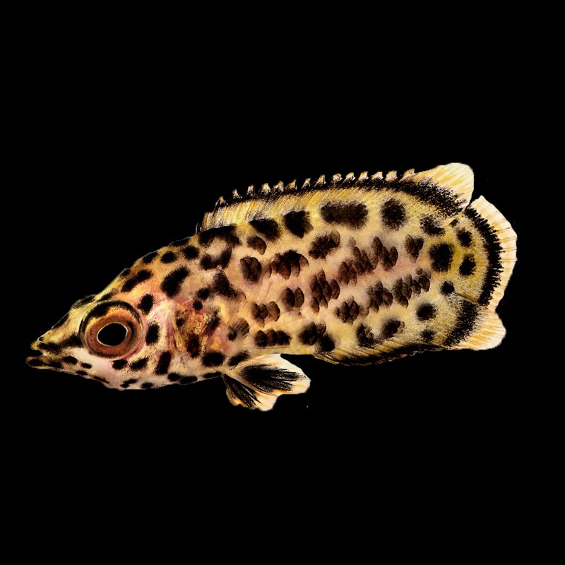 leopard-bush-fish