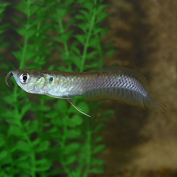 lg_89724_Silver_Arowana