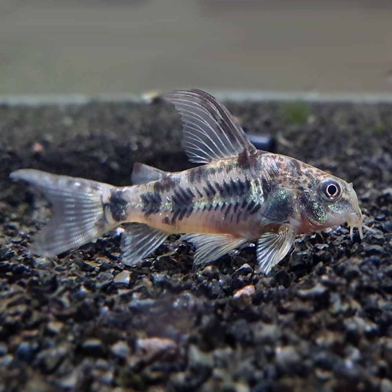 pepper-cory-corydoras-paleatus_k4p1mc44w9kyuhbn