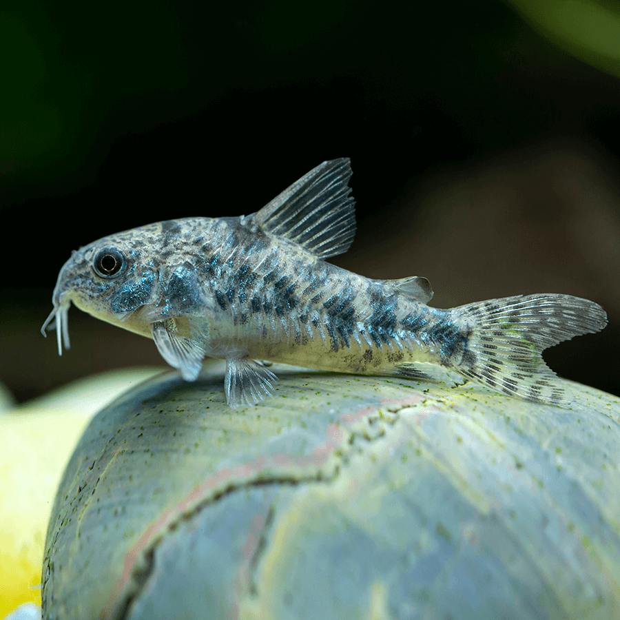 peppered_corydora