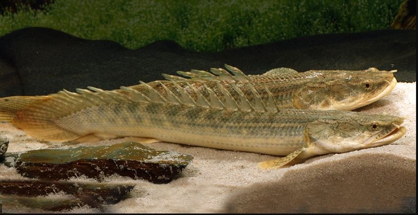 polypterus-lapradei-20-25cm