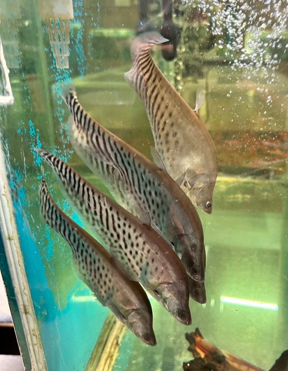 royal_clown_knife_fish_petzonesd__85264.1719556843