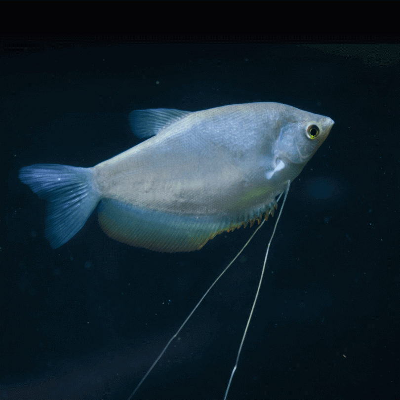 untitled_design_3_1_1_