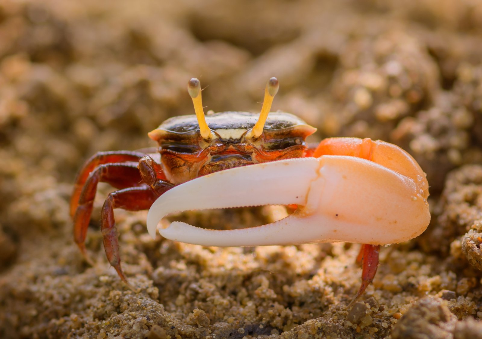Fiddler-Crab-2 (1)