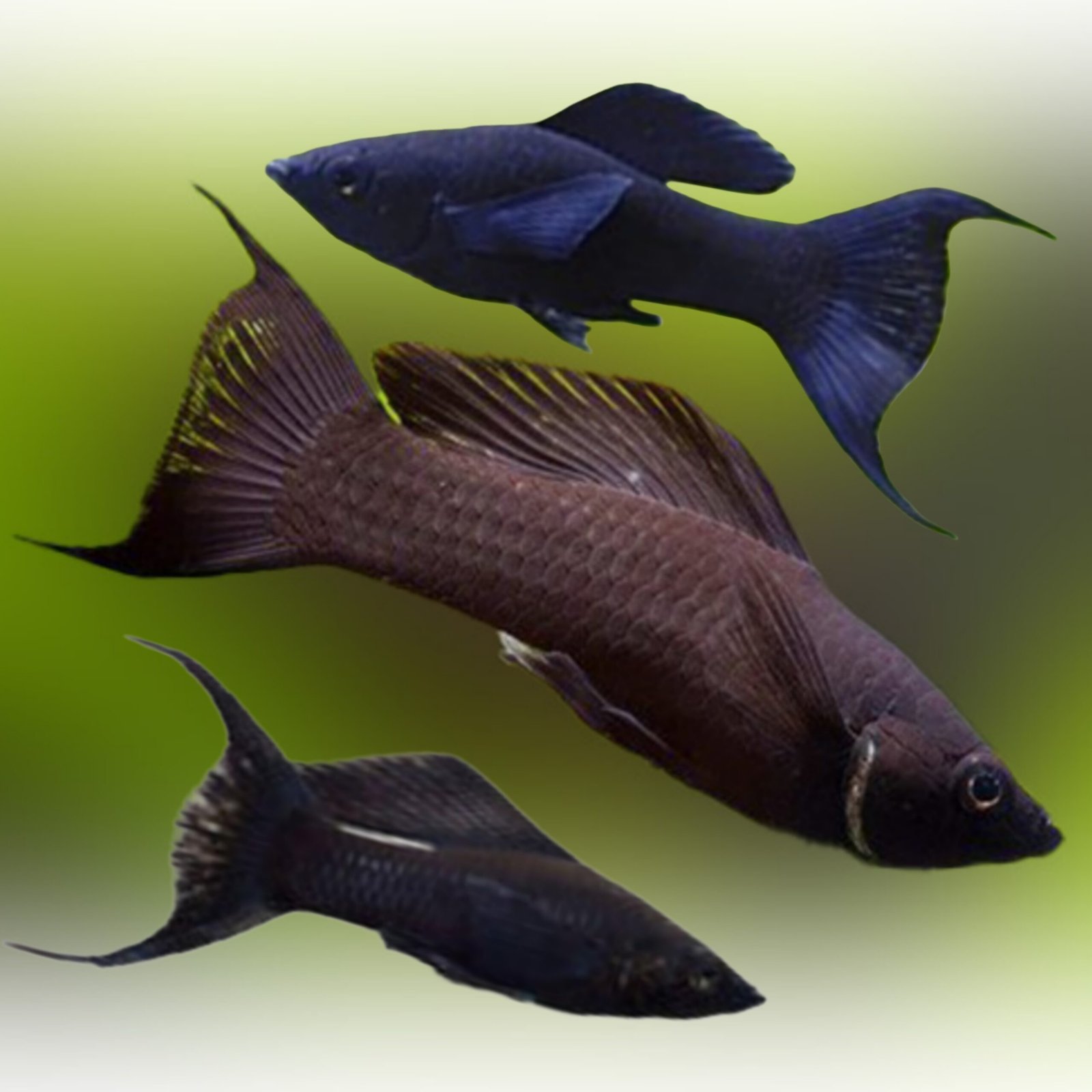 Picsart_25-11-10_15-31-17-289