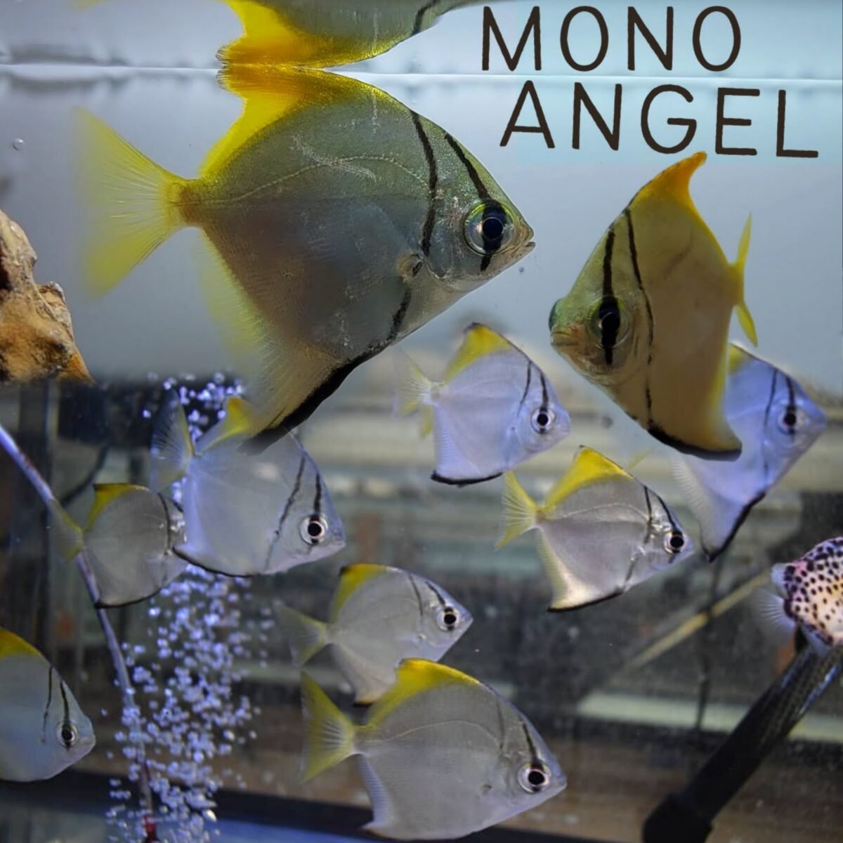 SEA ANGEL FISH – SNK Aqua Pets | Live Aquarium Fish Chennai