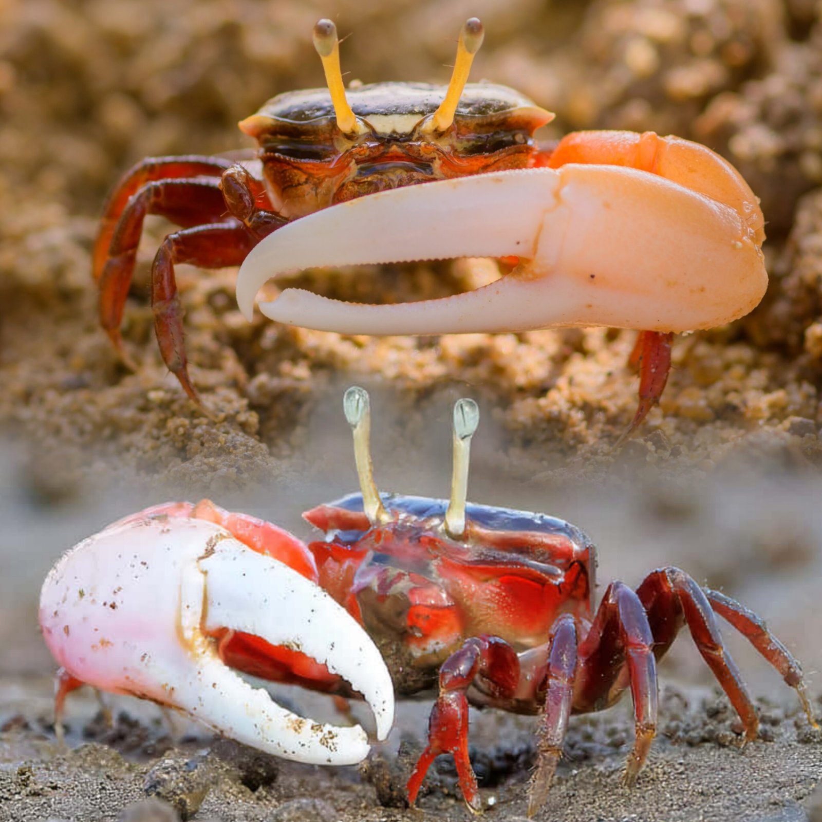 Picsart_25-11-16_09-57-00-310