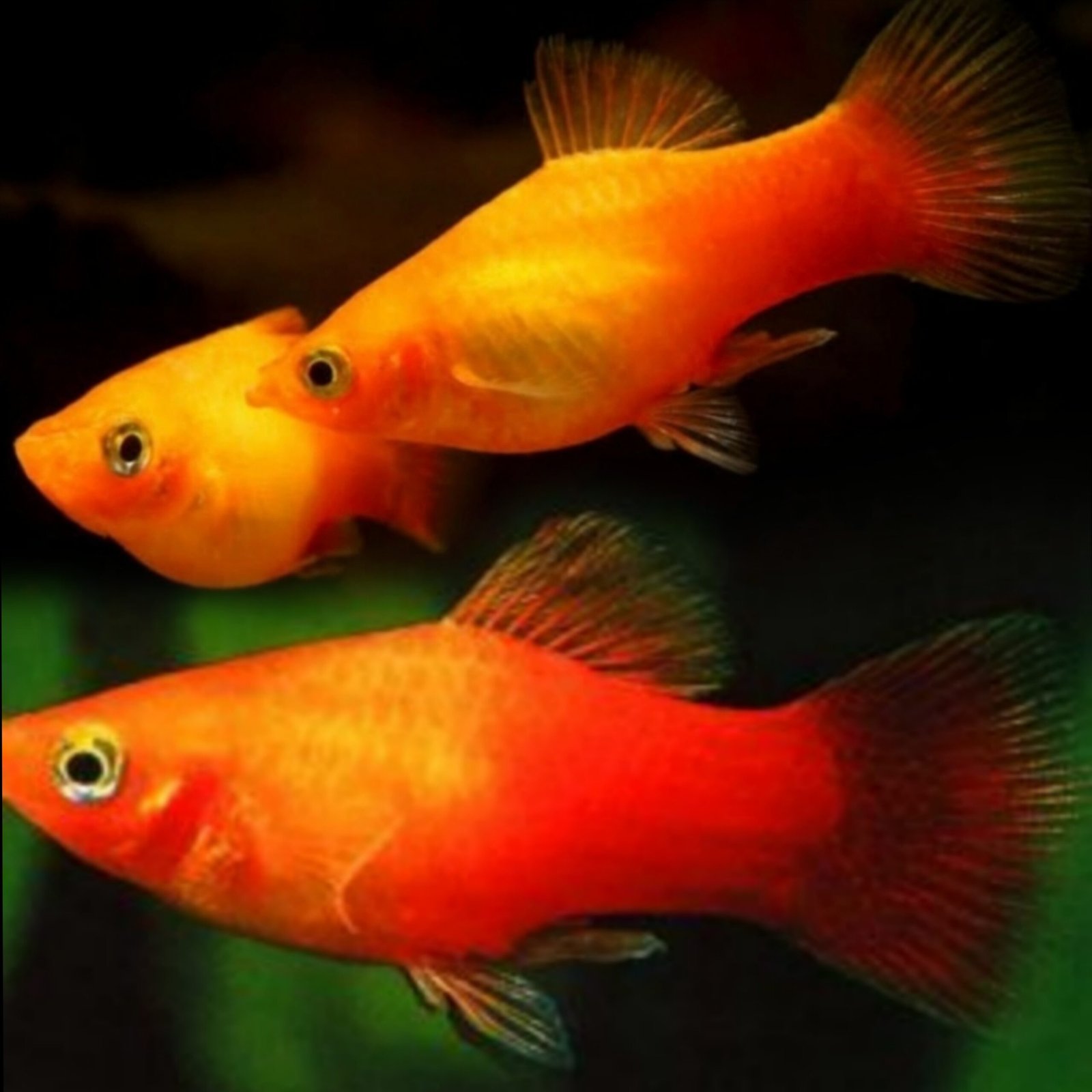 Picsart_25-11-17_23-11-41-704