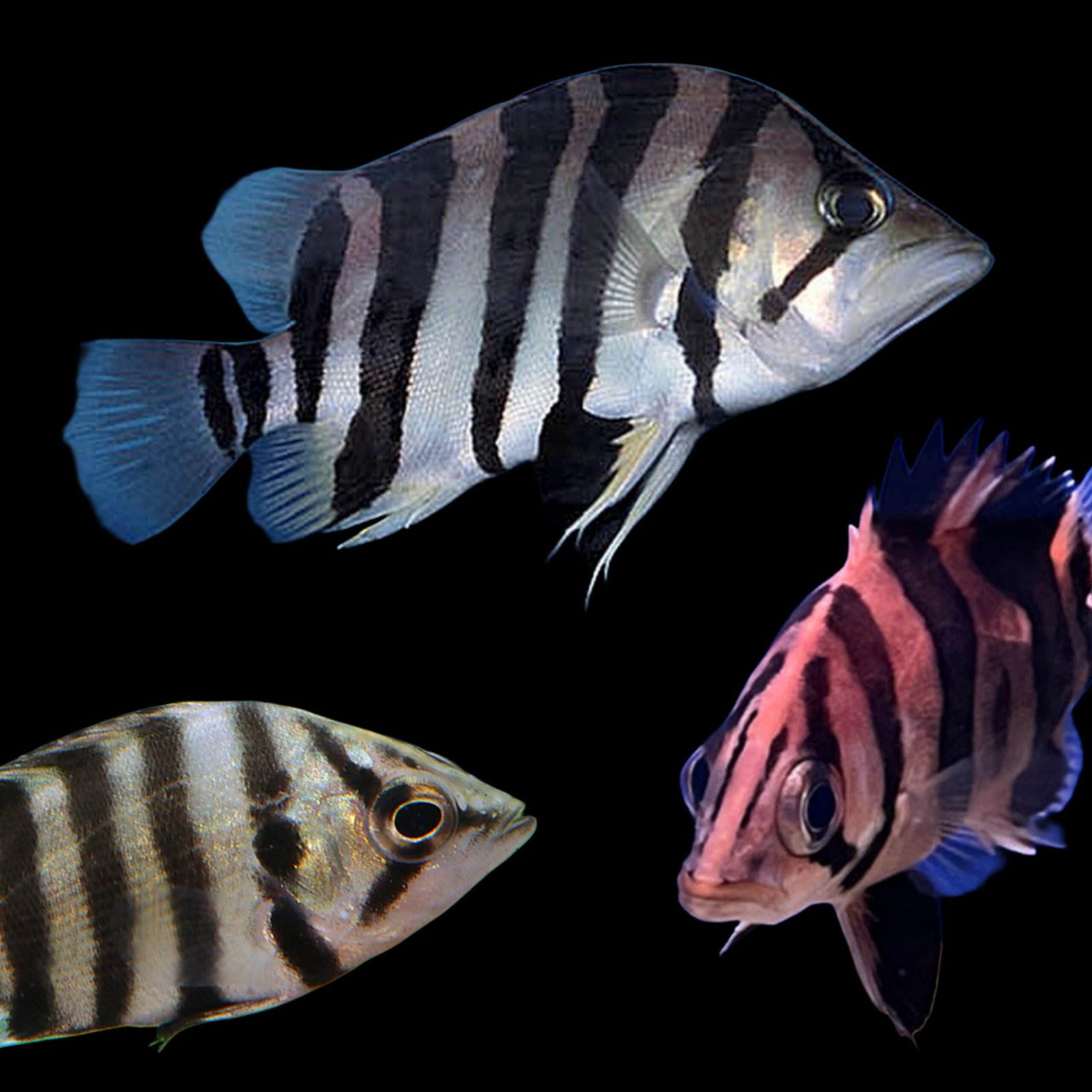 Picsart_25-11-18_11-40-59-408