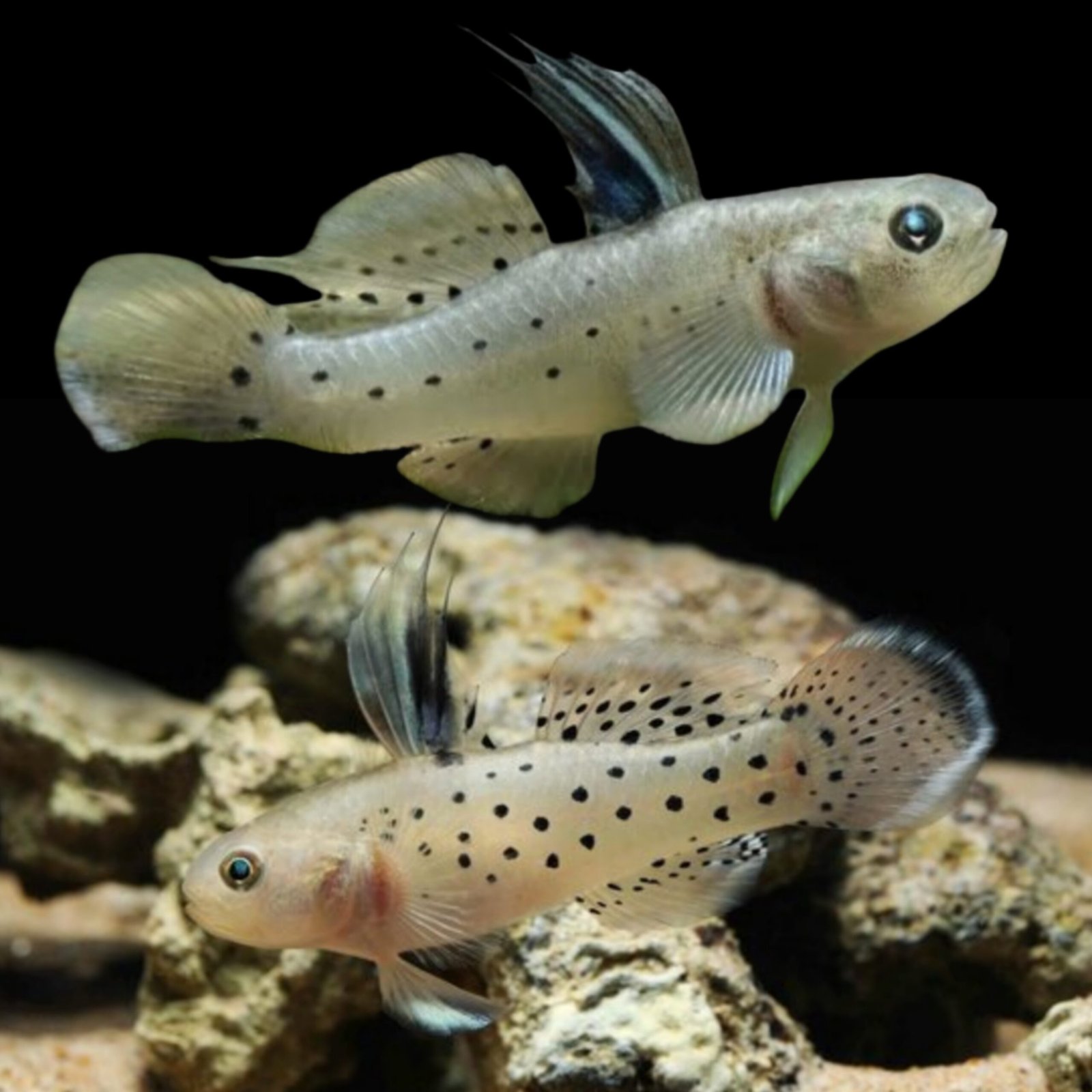 Picsart_25-11-18_12-31-54-164