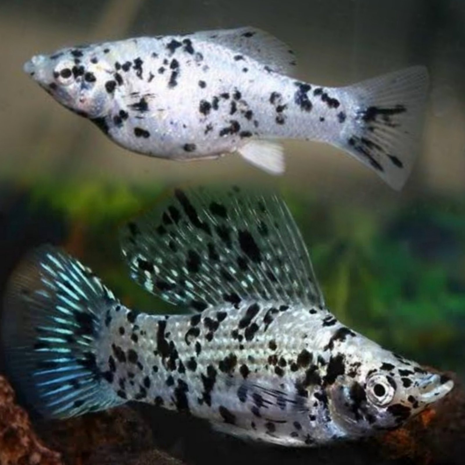 Picsart_25-11-18_19-20-59-908