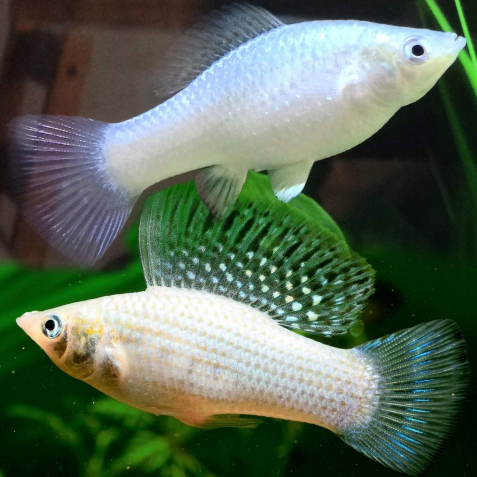 Picsart_25-11-18_19-36-58-234