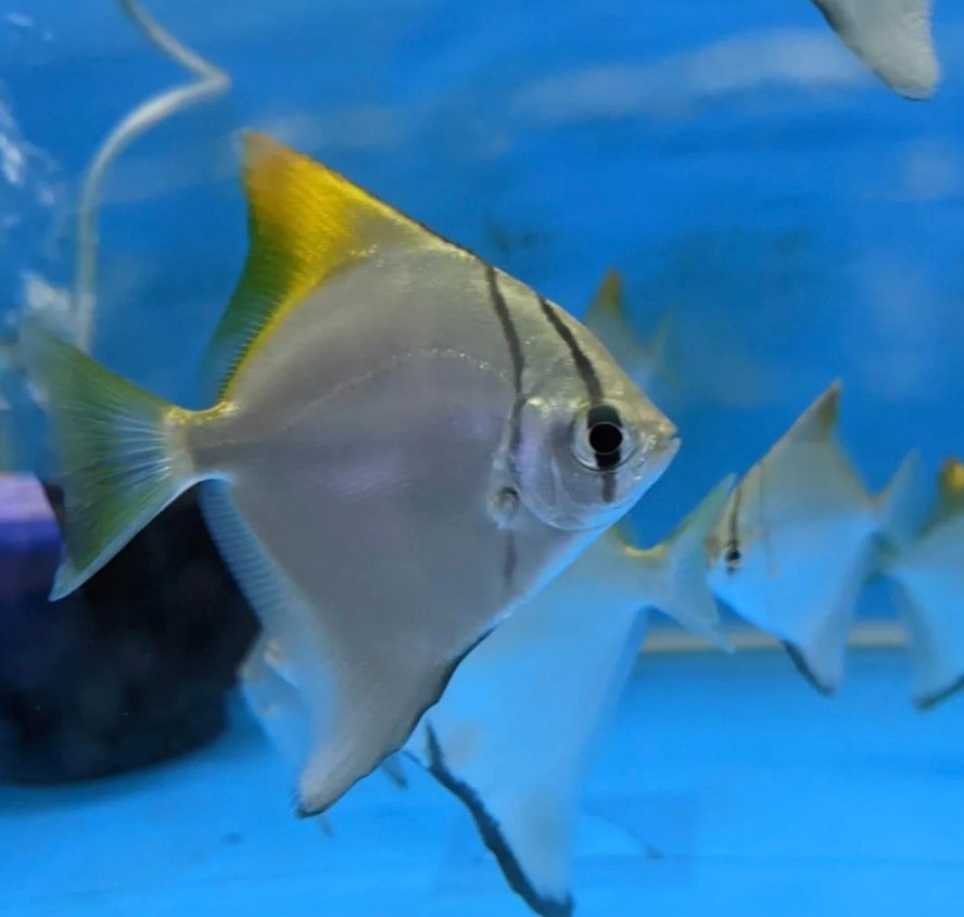 Screenshot_2025-11-10-16-37-29-770_com.google.android.googlequicksearchbox-edit