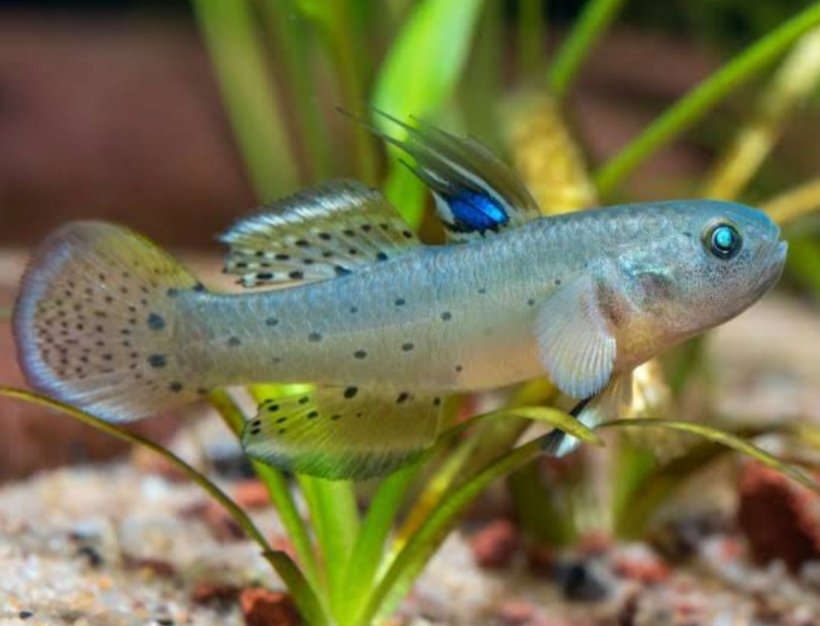 Screenshot_2025-11-18-12-30-52-760_com.google.android.googlequicksearchbox-edit