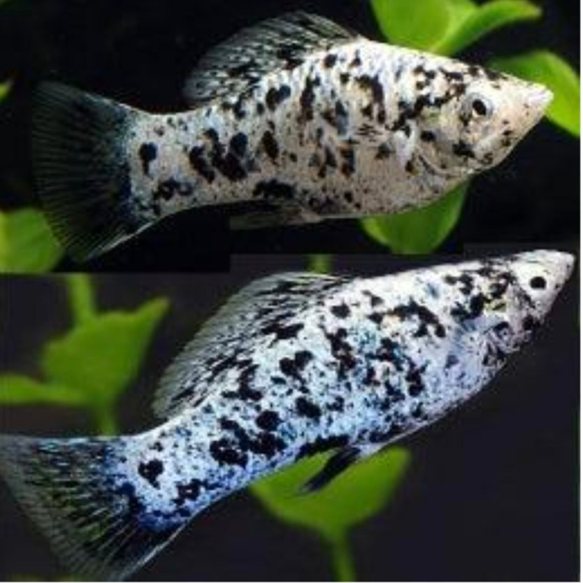 Screenshot_2025-11-18-19-19-14-197_com.google.android.googlequicksearchbox-edit