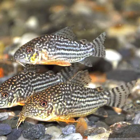 Sterbai-Corydoras