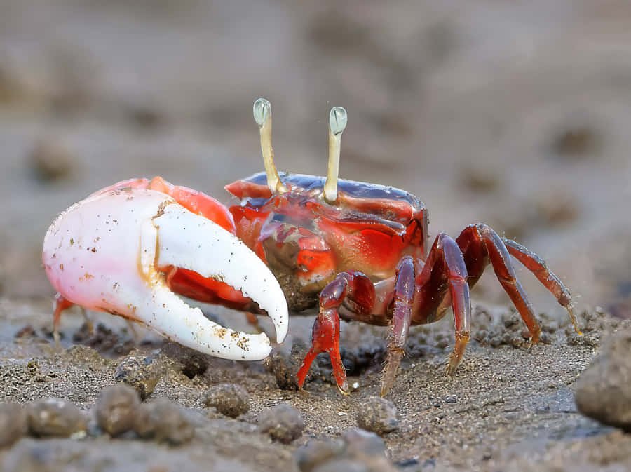 majestic-fiddler-crab-on-the-shore-uusira1uwu4qopaa