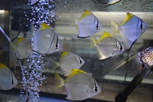 product-jpeg-500x500