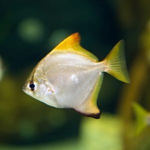 silver-moony-300x300