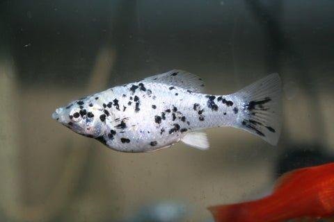 speckled-molly-poecilia-sphenops-allpondsolutions-2
