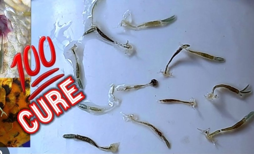 Screenshot_2025-12-24-17-51-55-021_com.google.android.googlequicksearchbox-edit