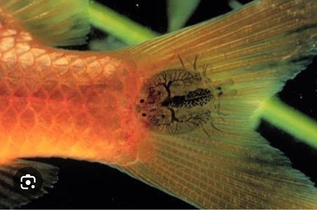 Screenshot_2025-12-24-17-58-48-217_com.google.android.googlequicksearchbox-edit