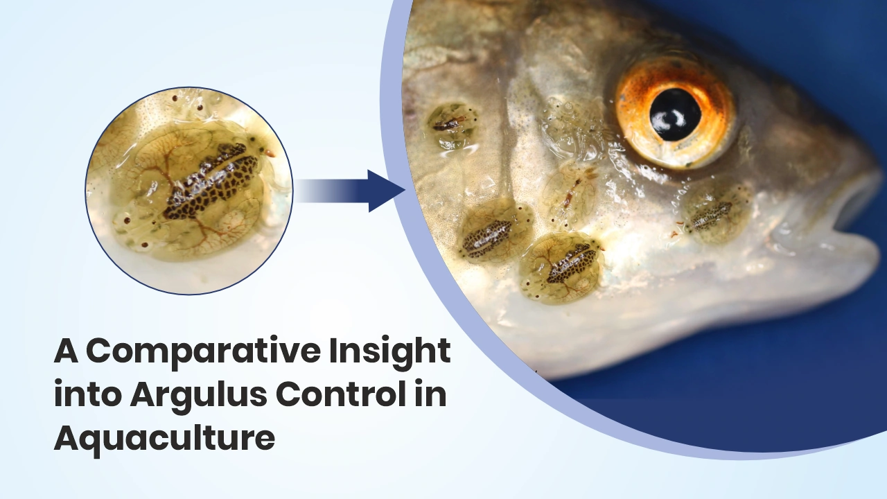 eco-friendly-argulus-treatment-aquaculture-vinayak-ingredients