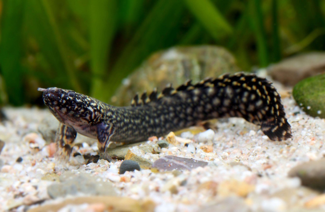 610025KjCnVWXMugXca_1280x1280