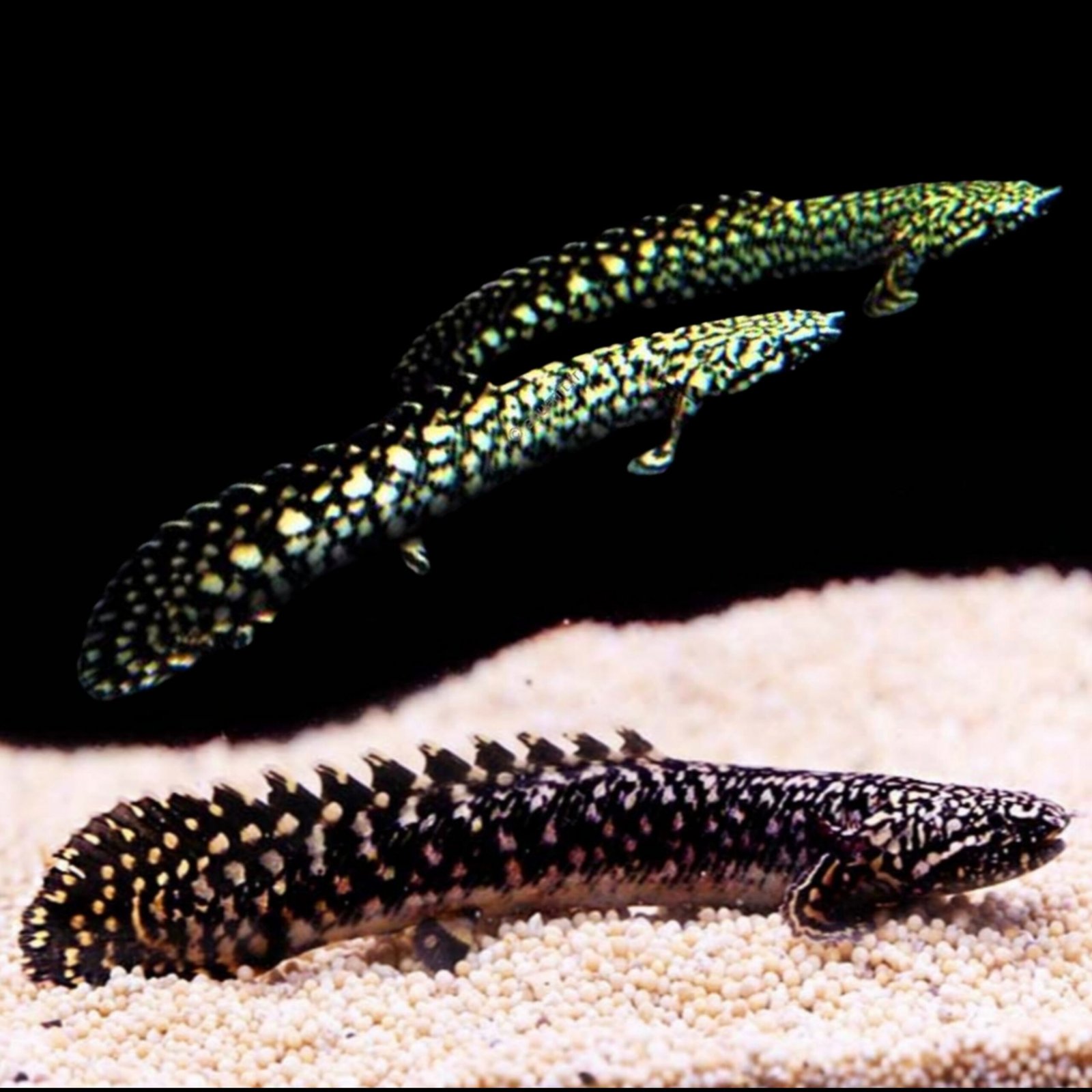 Picsart_26-02-22_21-59-56-865