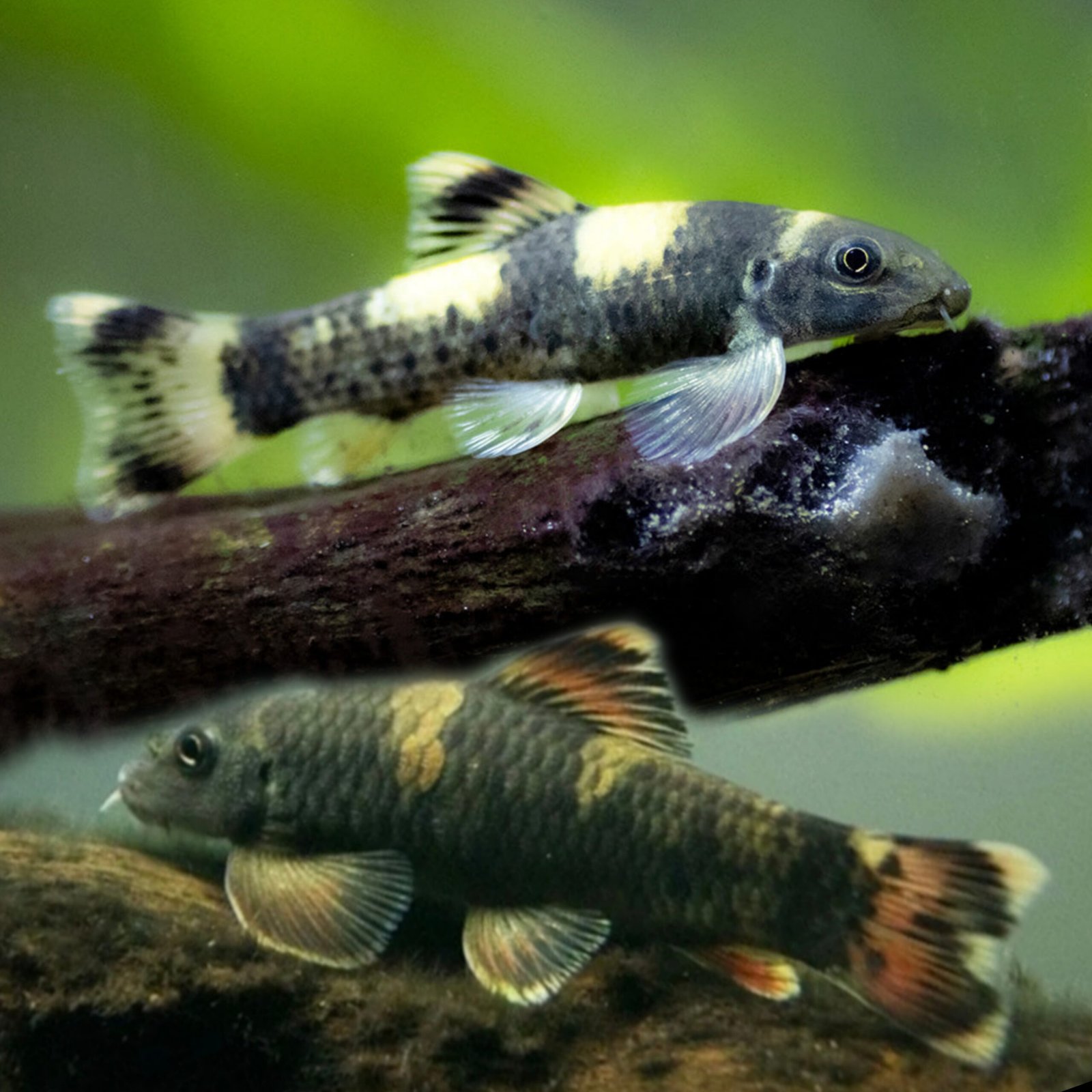 Picsart_26-02-22_22-19-57-705