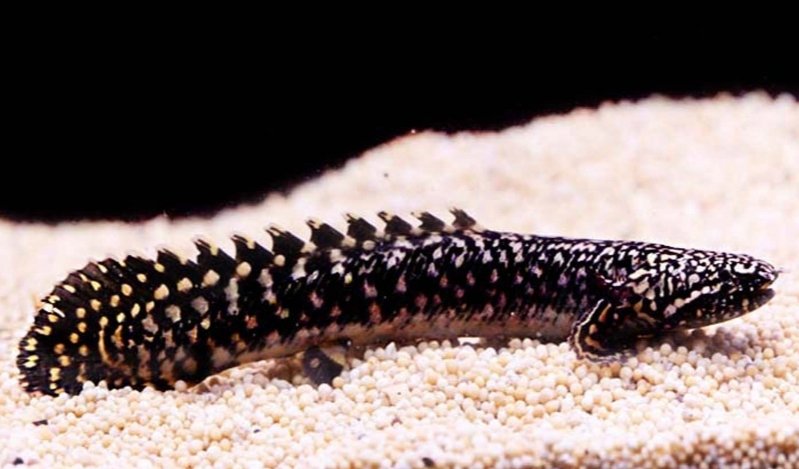 Screenshot_2026-02-22-21-57-37-264_com.google.android.googlequicksearchbox-edit